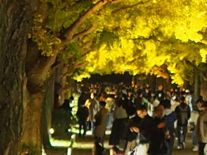 昭和記念公園　かたらいのイチョウ並木
