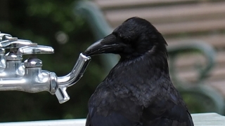 神代植物公園　カラス