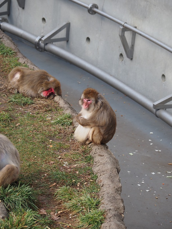 円山動物園　サル