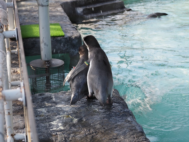 円山動物園　フンボルトペンギン