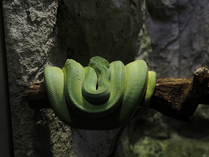 円山動物園　ミドリニシキヘビ