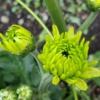 もうすぐ咲きそう　緑の菊