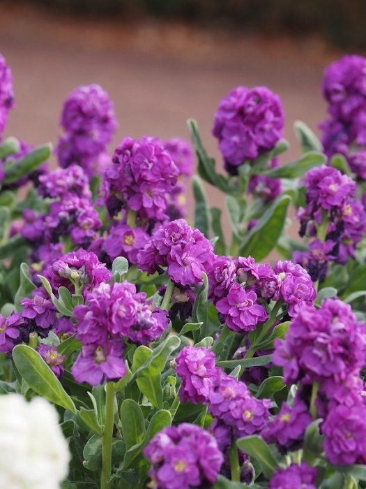 神代植物公園　アラセイトウ　紫