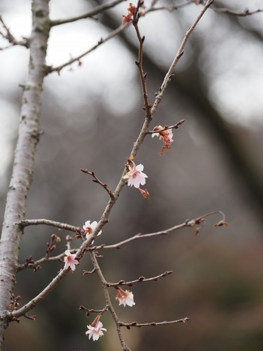 神代植物公園　十月桜（ジュウガツザクラ）