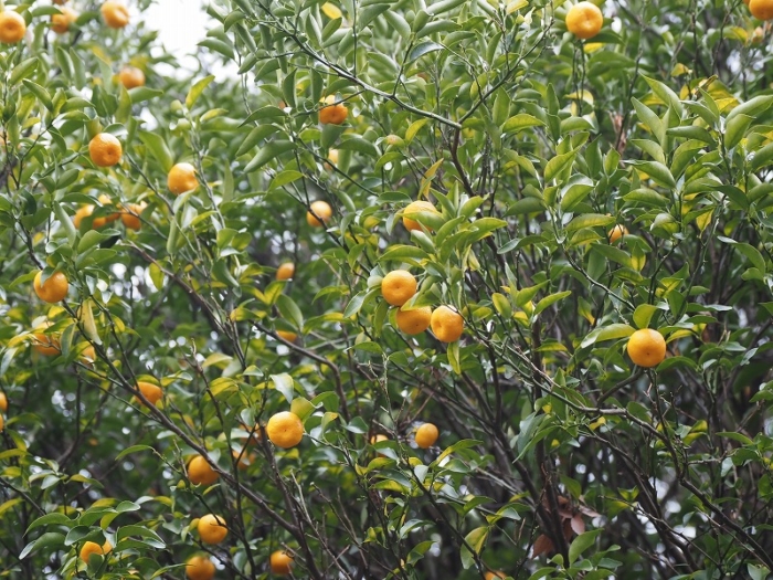 神代植物公園　橘（タチバナ）