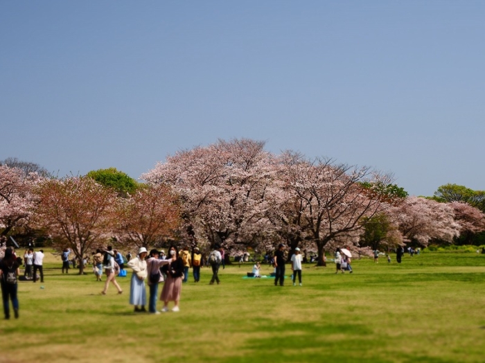 昭和記念公園