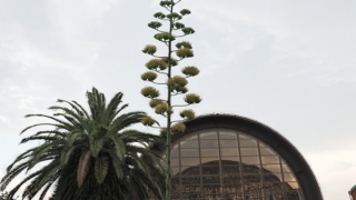 夢の島熱帯植物園