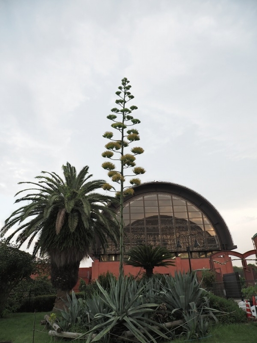 夢の島熱帯植物園