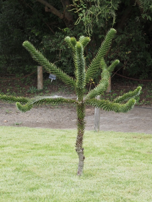 神代植物公園