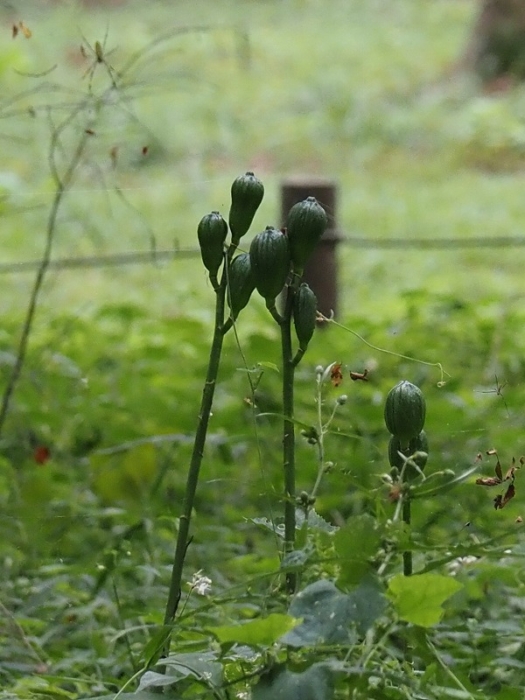 ウバユリの実