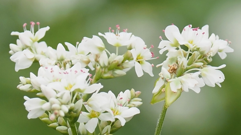 ソバの花