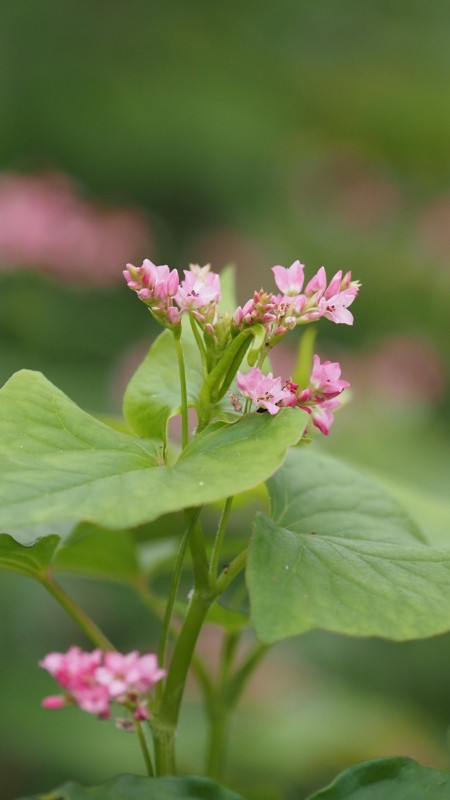 ソバの花