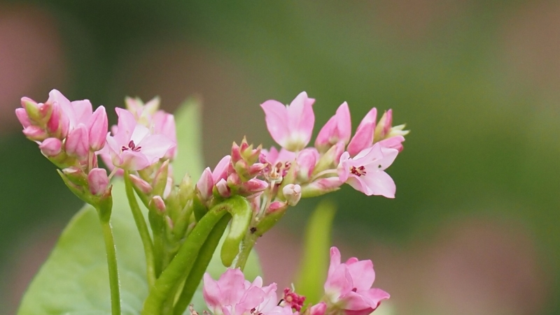 ソバの花