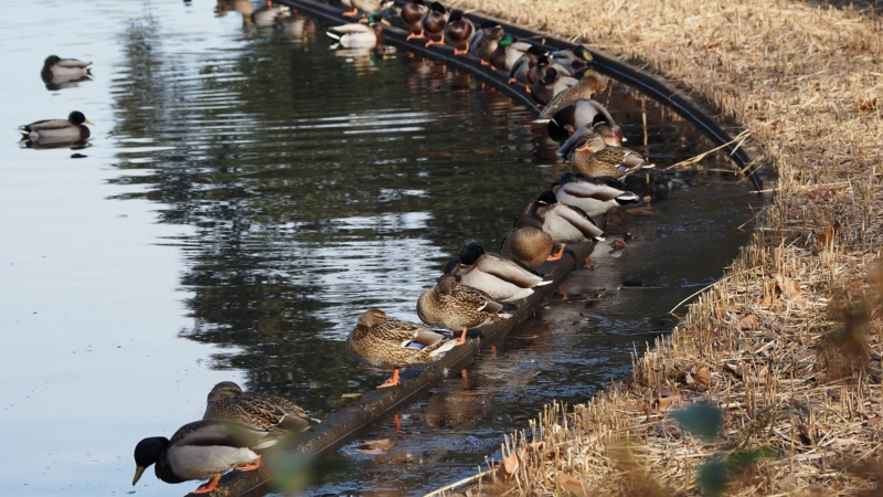 昭和記念公園　カモ団子？