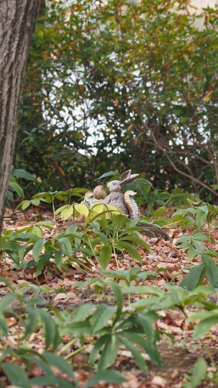 昭和記念公園　リスとウサギ