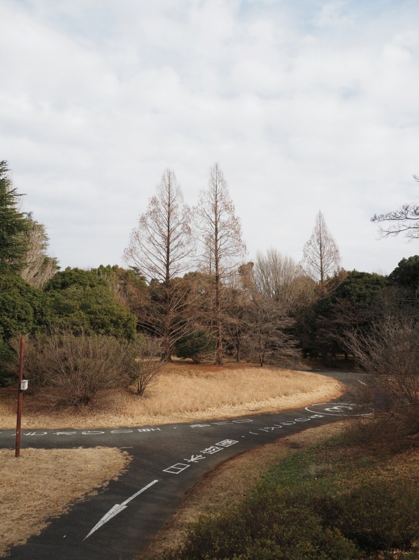 昭和記念公園　木