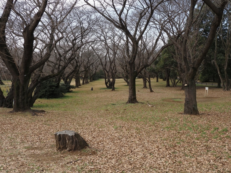 昭和記念公園