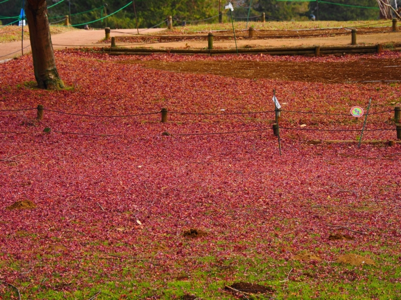 昭和記念公園　落ち葉