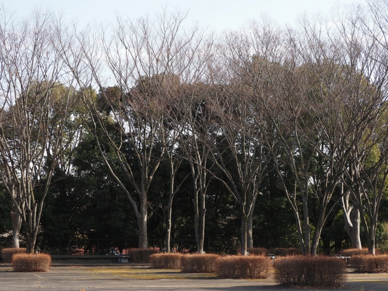 昭和記念公園　西立川入口前