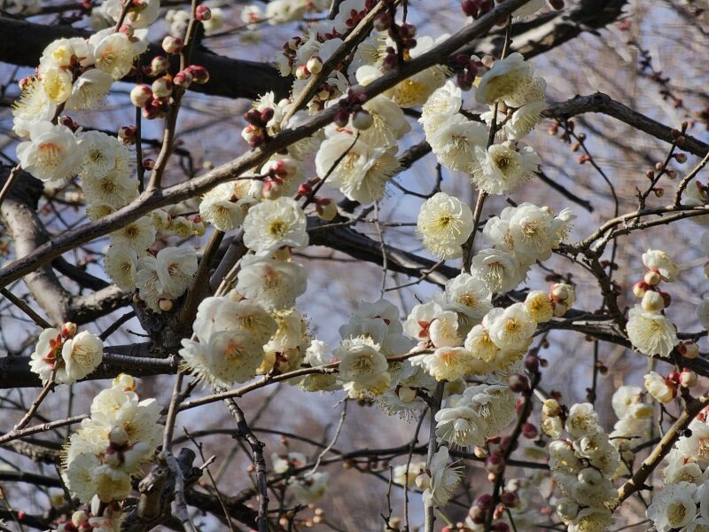 相模原北公園　ウメ