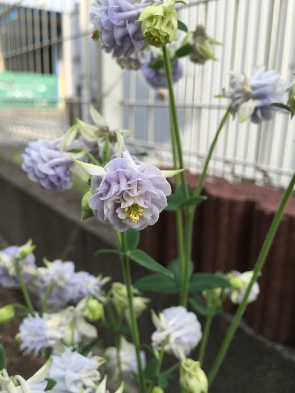 オダマキ