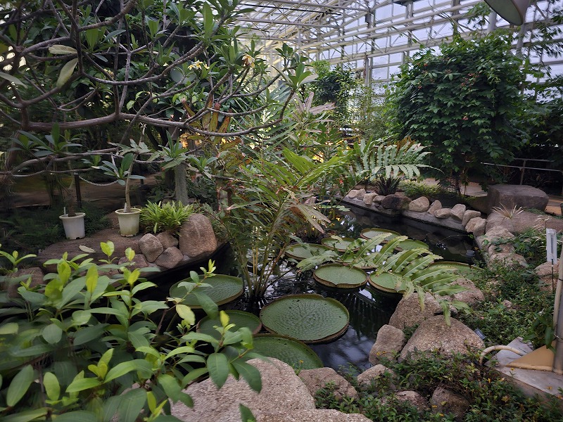 神代植物公園 温室内
