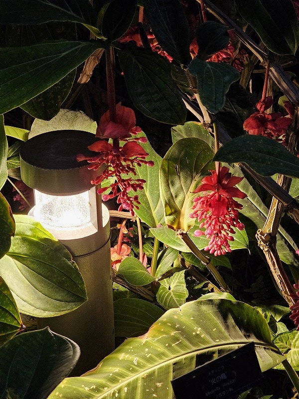 神代植物公園 温室内