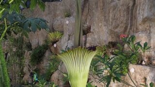 神代植物公園 ショクダイオオコンニャク