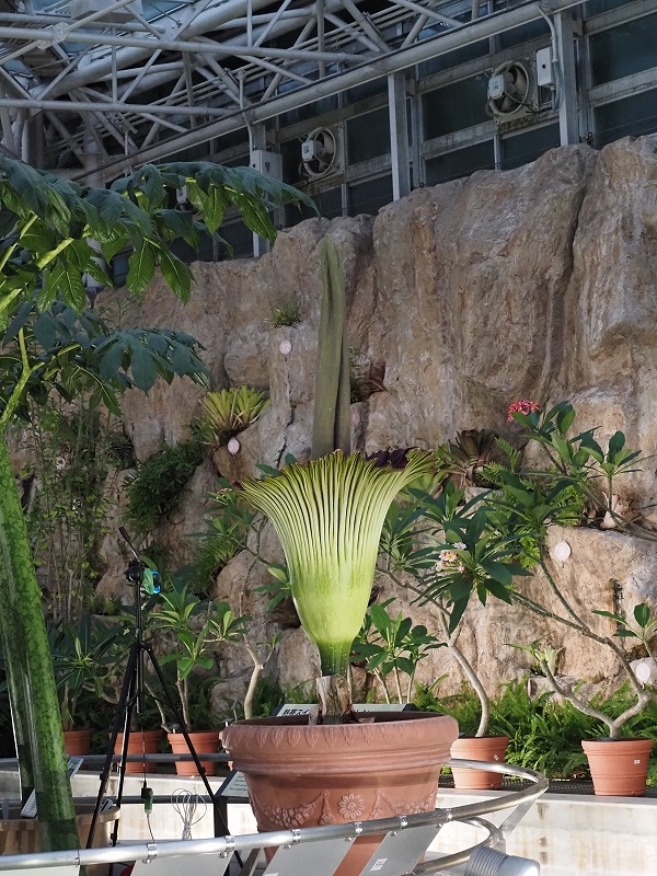 神代植物公園 ショクダイオオコンニャク